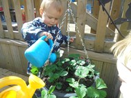 Watering our strawberries